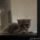 بسه سكوتش