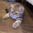 قطه كيتن شرازي سكوتش