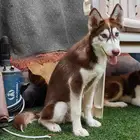 هاسكي بني