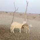 مشروع فحل حري