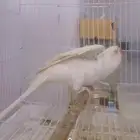 دره اينو عيون حمر