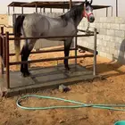 حصان جزيري