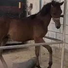 مهر شعبي