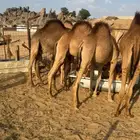 قعدان تربيه برسيم شعير