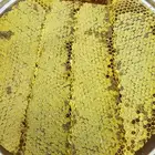 عسل سدر مع القرض مناحل ابو عبدالله
