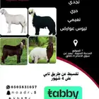 ذبايح تقسيط تابي