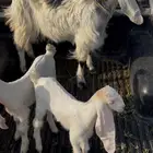 عنز جذعة متبع بجفرتين