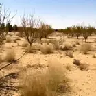 خشب ليمون