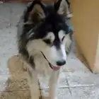 خميس