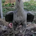 ديوكه فارسي عدد 4
