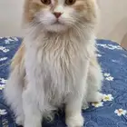 قط شيرازي هيملايا