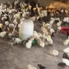 صوص دجاج بلدي وفيومي
