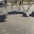 قعود حيسوني