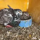 زوج نفاخ اسباني