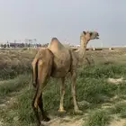 ناقة اركه