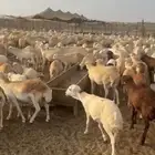 خرفان رفيدي مقفله شحم ومربى ومشروووط وسعر منافس