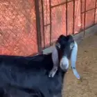 عنز عارضية كفوو حليب وافر