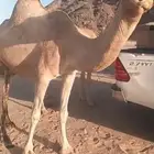 ناقة لقحة طيبة مقنوي