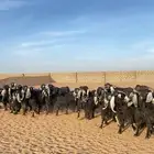 معزا عوارض خلفات صنف