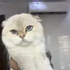 للتزاوج الذكر اورنتا سكوتش تربل فولد ny1133 مسجل