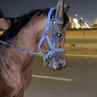 حصان شعبي آلون كيمت