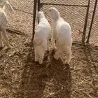 بهم عمره ثلاث شهور