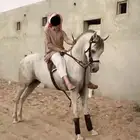 حصان للبيع .