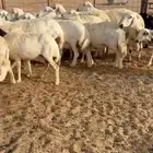للبيع غنم حريات حرش صنف مواليد ودفيع فحص سونار