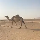 ضروبه كفو