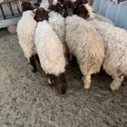 رخال نعيم