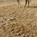 رمانيه لقحه لها ب القاح 8 او 9 على عوني طيب جدا