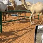 قعود رماني