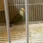 روز شرط انتاج