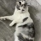 قطه للتبني انثى