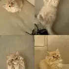 قط انثي عمر شهرين ونص شيرازيه