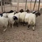 طليان مغلقة فل شحم