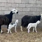 نجد مواليد