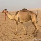 هجن لقحه بثنوها على سوداني طيب