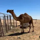 عشرا صفرا