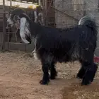 تيس عارضي مشروع فحل