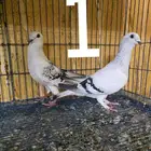 حمام شفرات شامي