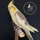 كروان باستيل فيس
