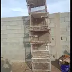 شبك دجاج او هرر او وبران او أرانب وحدي في الوحد 80. العدد