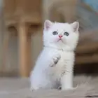 برنش شورت-للبيض-لون ابيض-ذكر-يوجد دفع بالتقسيط
