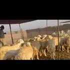 غنم حريات رخال دفيع