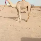 مفروده بنت جلمود