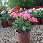 مكة شتلات الجميع الون با الجملة للزراعة