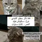 قط سكوتش فولد للتبني