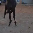 خيل للبيع افرس واحصنه ورق وشعبي