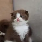 سكوتش فولد بيور للبيع- ذكر - يوجد دفع بالتقسيط